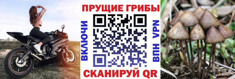 наркота  Карталы  Псилоцибиновые грибы Magic Shrooms 